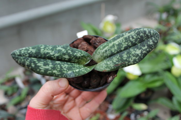 Paphiopedilum delenatii.jpg