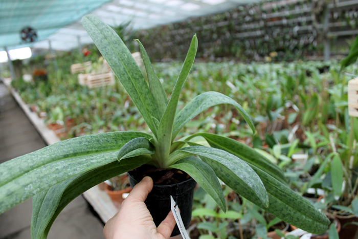 Paphiopedilum sukhakulii x kolopakingii.jpg