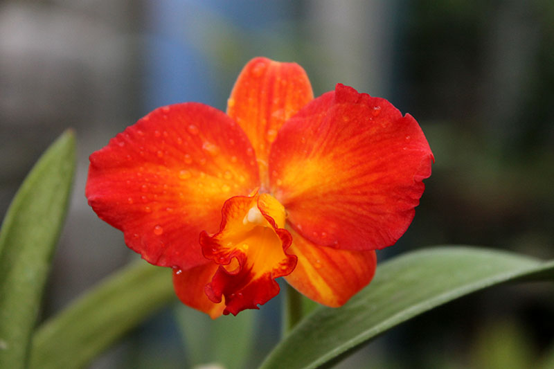 Potinara Angel Kiss 'No 5'.jpg