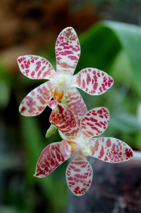 Phalaenopsis tetraspis x gigantea.jpg