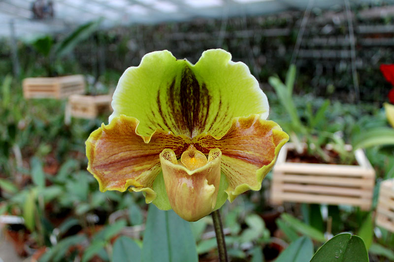 Paphiopedilum Lippewunder.jpg