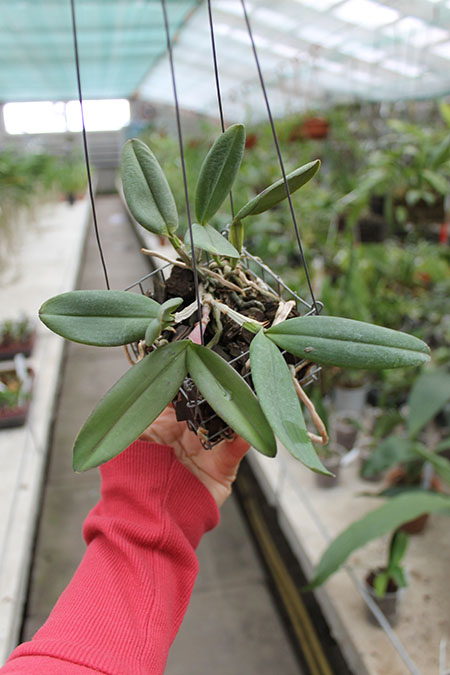 Cattleya schilleriana 'Biriricas' x Cattleya schilleriana 'Olinda'.jpg