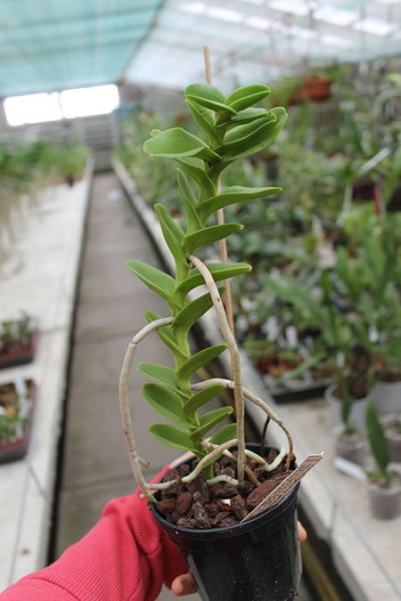 Trichoglottis philippinensis.jpg
