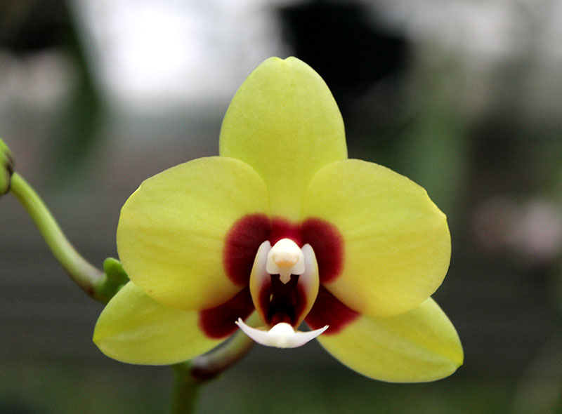 Phalaenopsis Mituo Golden 'M-2'.jpg