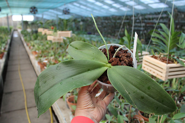 Phalaenopsis tetraspis x gigantea.jpg