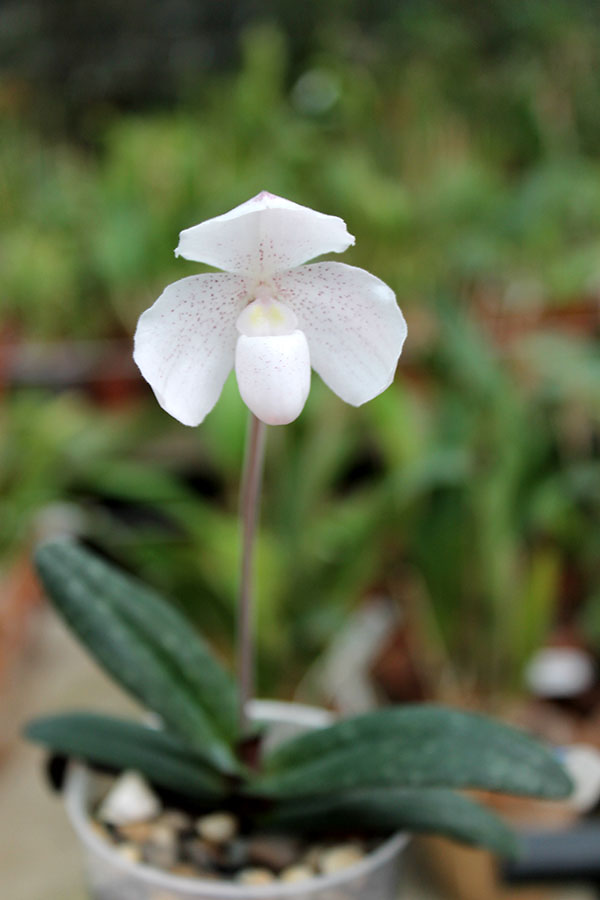 Paphiopedilum niveum.jpg