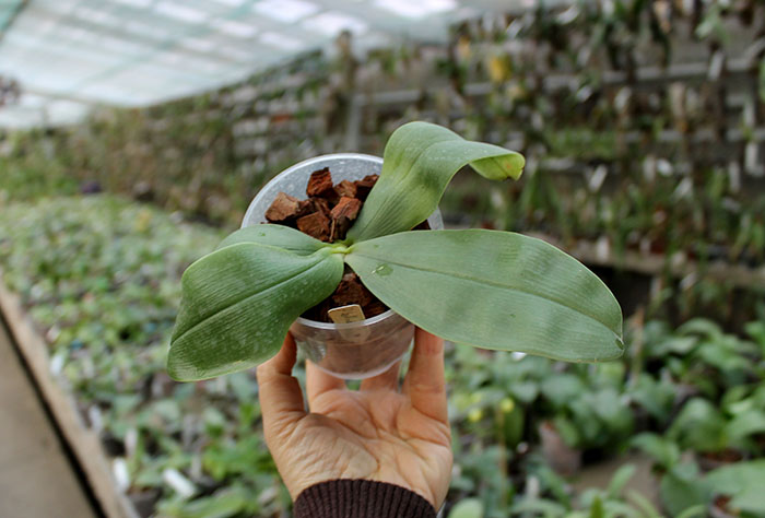 Phalaenopsis bellina coerulea.jpg