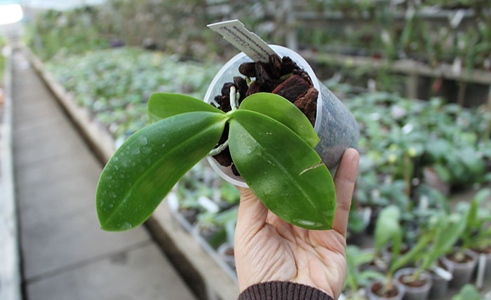 Phalaenopsis javanica.jpg