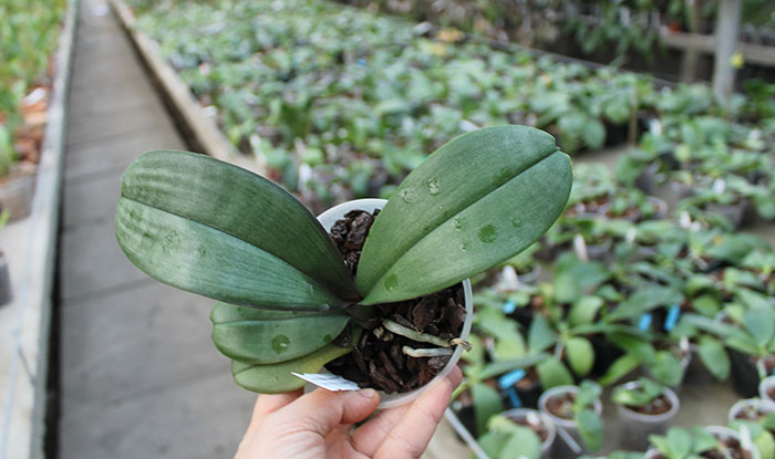 Phalaenopsis sanderiana.jpg