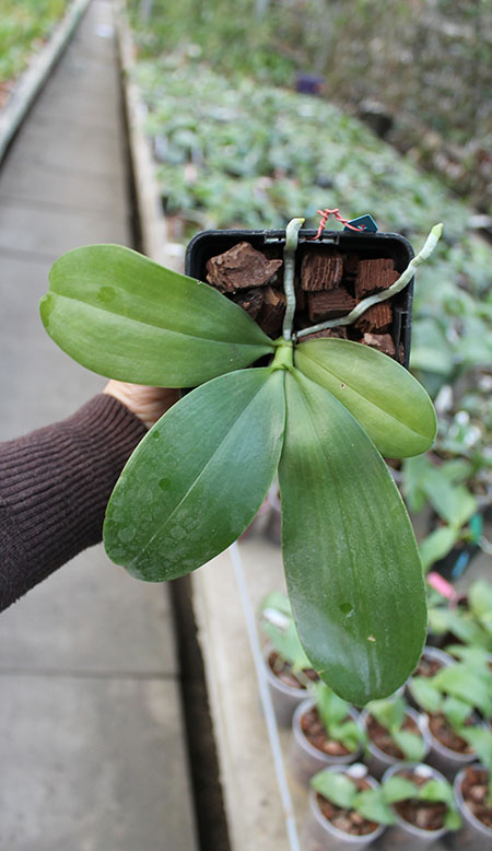 Phalaenopsis tetraspis 'C#1' x Dragon Tree Eagle.jpg