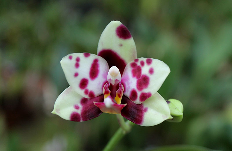 Phalaenopsis gigantea x Golden Peoker 'BL'.jpg