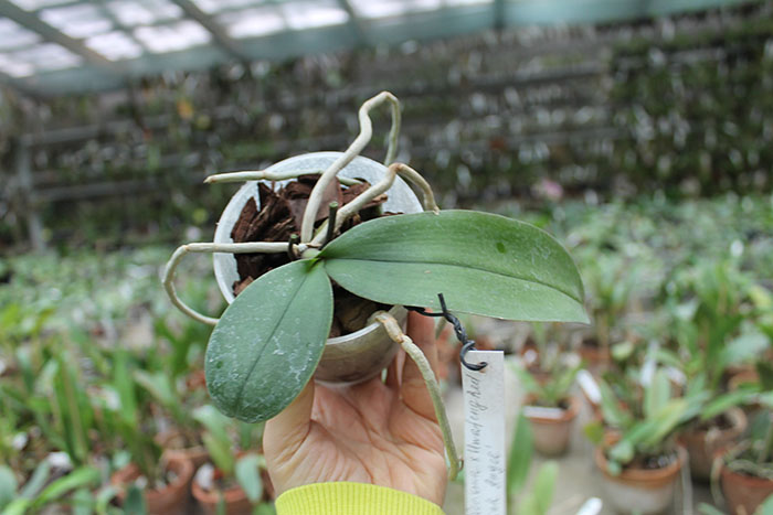 (Phalaenopsis schilleriana x Phalaenopsis Hwafeng Redjewel) 'Pink Angel'.jpg