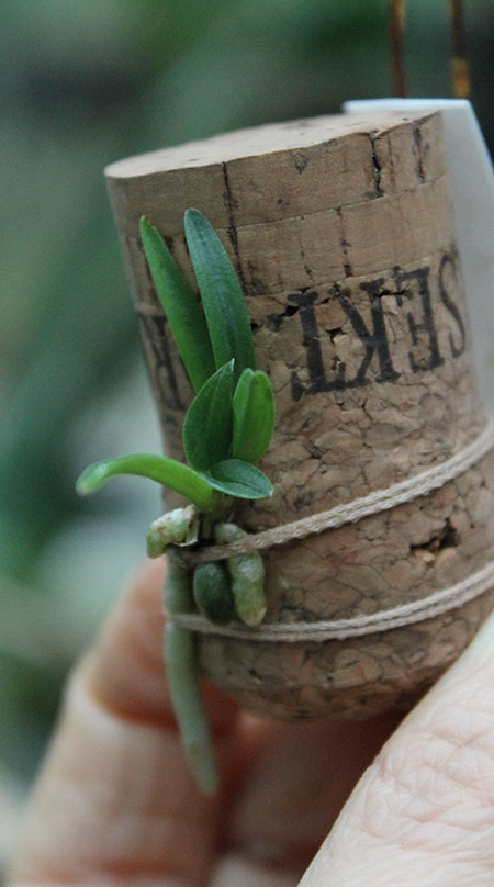 Rangaeris amaniensis.jpg