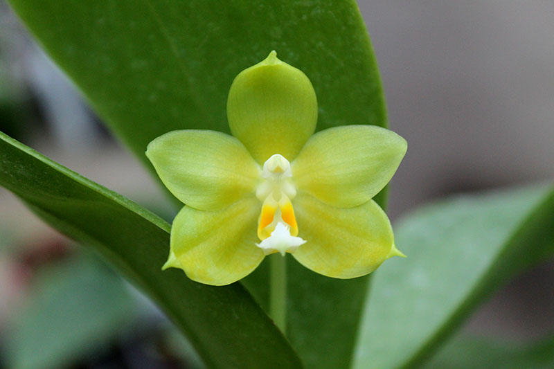 Phalaenopsis (Tzu Chiang Litlitz-micholtzii) '#1' x Joy Dreamy Jade '#7'.jpg