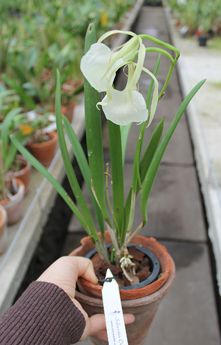 Brassavola nodosa 'Panama Soiree'.jpg