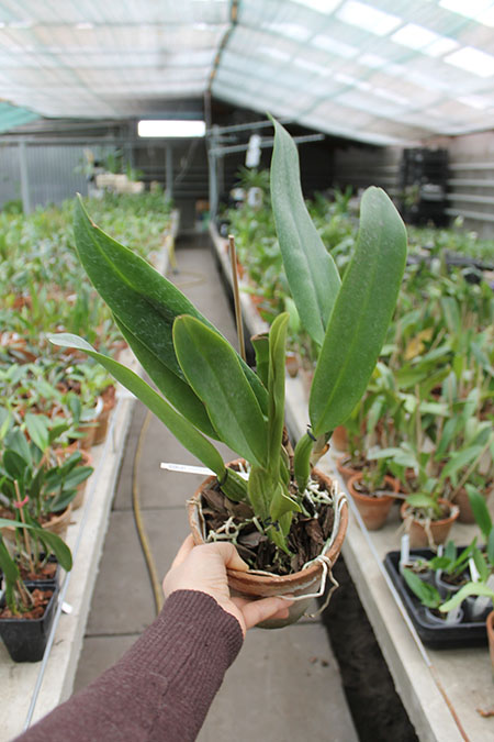 Laeliocattleya Antonetta Mahan 'S-10'.jpg