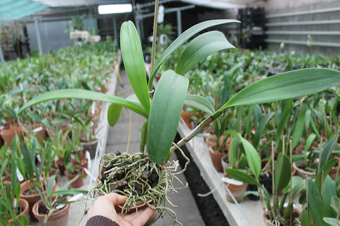Laeliocattleya Sierra Skies 'Leone'.jpg
