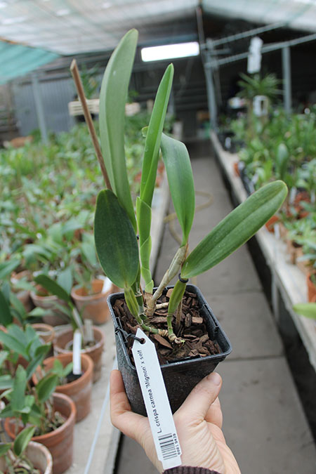 Laelia crispa carnea 'Mignon' x self.jpg