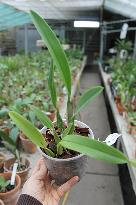Laelia anceps lineatha x Laelia anceps pelorica 'Roeblingiana'.jpg