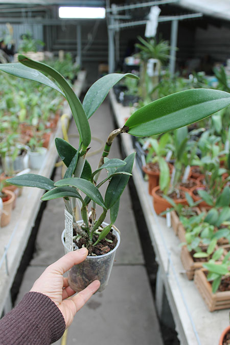 Cattleya Chian-Tzy Loddisong 'Summer Beauty'.jpg