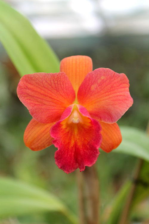 Potinara Orglade's Tradition 'Sunset'.jpg