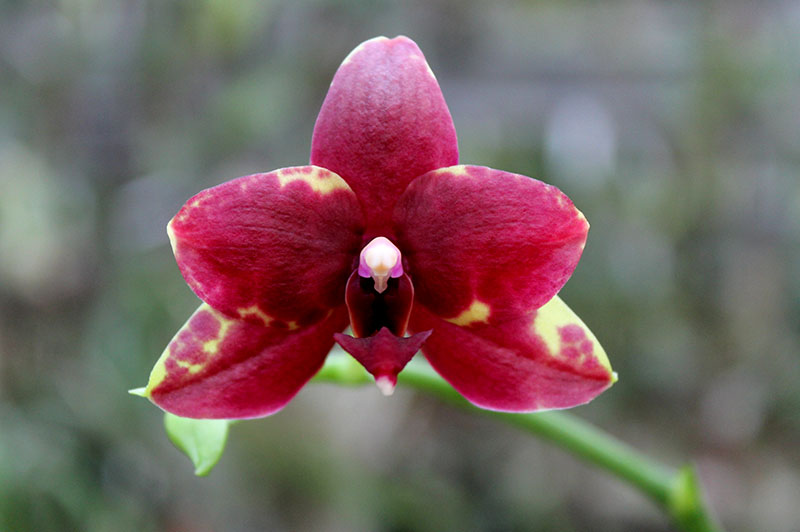 Phalaenopsis Hawaii Dragon Girl x Lioulin Goldfinch.jpg