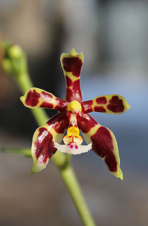 Phalaenopsis mannii.jpg