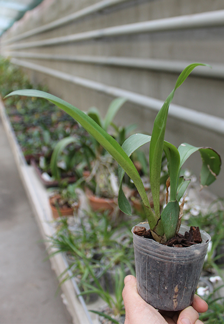 Rossioglossum 'Rawdon Jester'.jpg