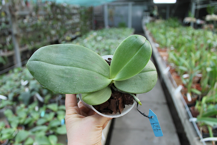 Phalaenopsis Yaphon Nicegirl x gigantea.jpg