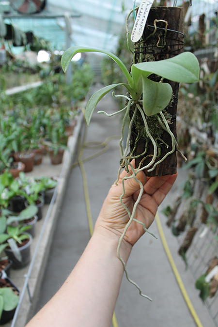 Phalaenopsis lueddemanniana.jpg