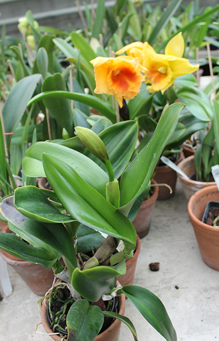 Brassolaeliocattleya Haadyai Delight 'Bangprom Gold'.jpg