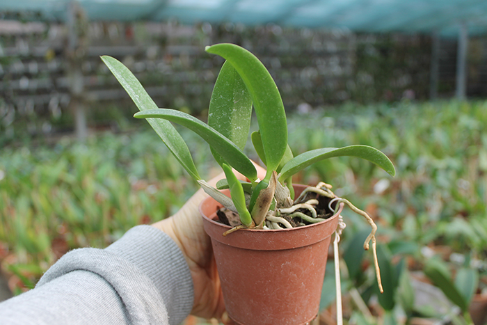 Laelia alaori x praestans.jpg