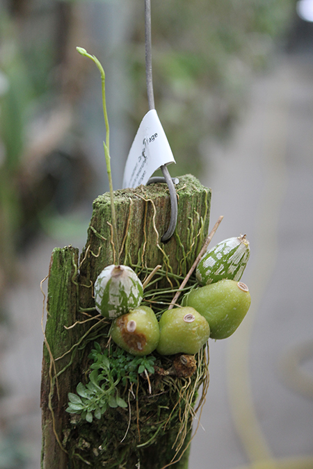 Bulbophyllum lemniscatoides.jpg