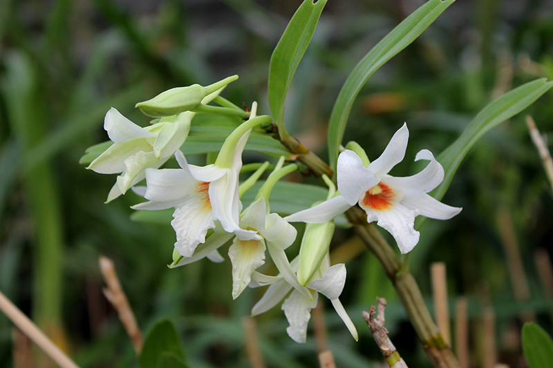 Dendrobium draconis.jpg