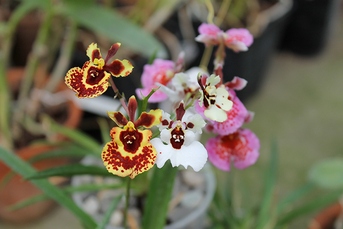 Oncidium (Tolumnia) hybrids.jpg