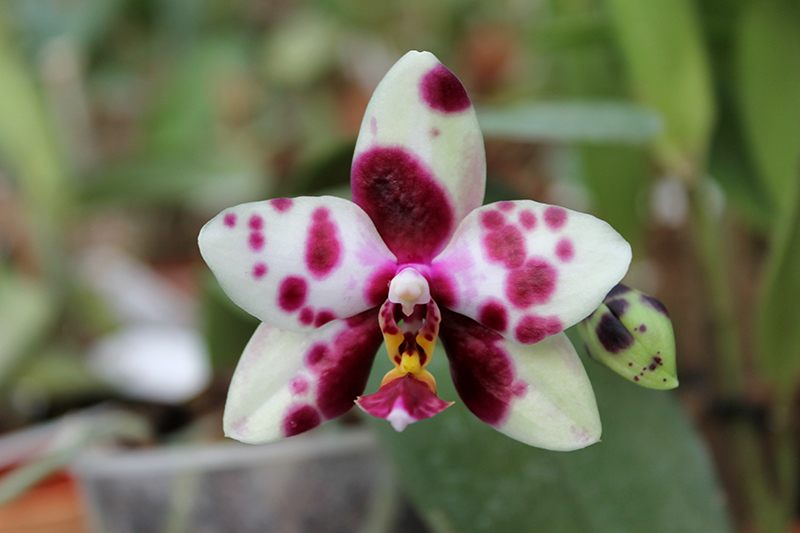 Phalaenopsis gigantea x Golden Peoker 'BL'.jpg