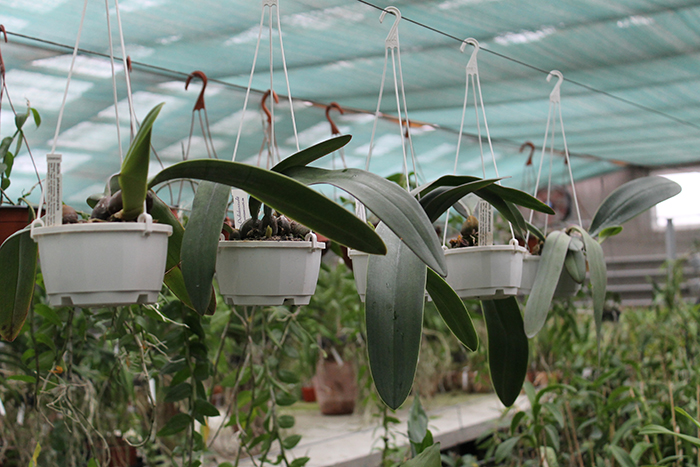 Bulbophyllum phalaenopsis.jpg
