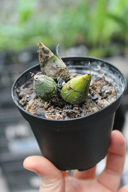 Clowesia Grace Dunn 'Chadds Ford'.jpg