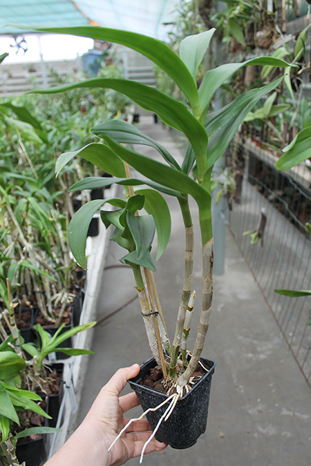 Dendrobium Daeng.jpg