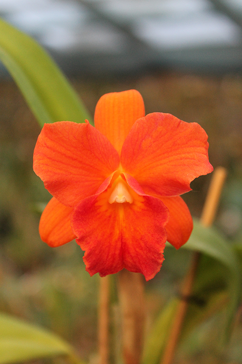 Potinara Orglade's Tradition 'Sunset'.jpg