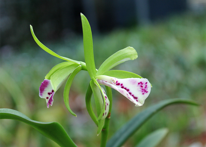 Brassocattleya Binosa 'Wabash Valley'.jpg