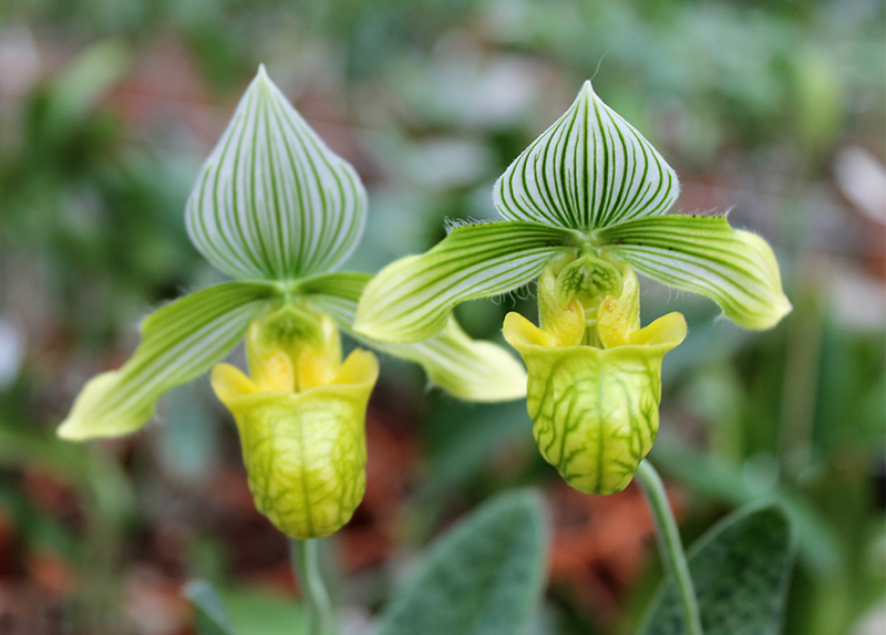 Paphiopedilum venustum alba.jpg