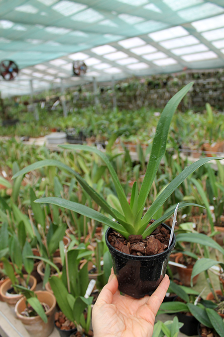 Paphiopedilum philippinense Doll.jpg