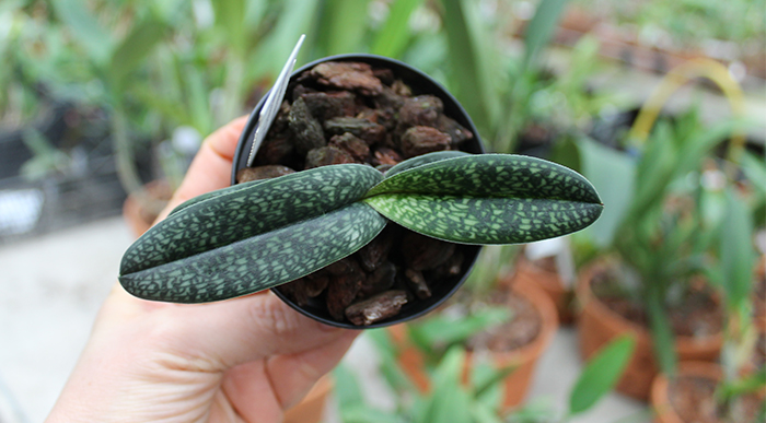 Paphiopedilum armeniacum.jpg