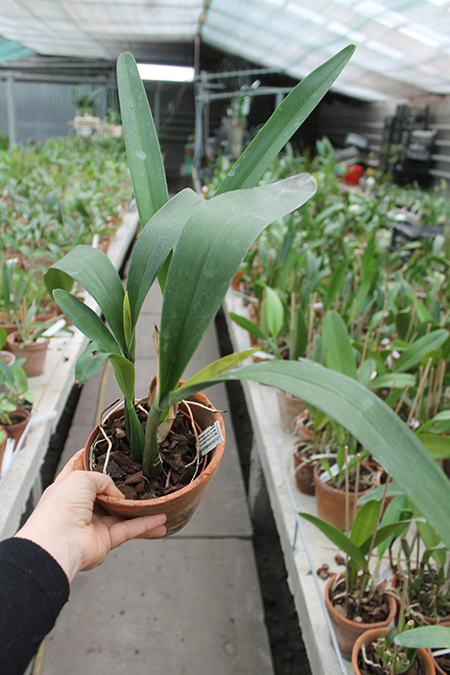 Encyclia prismatocarpum.jpg
