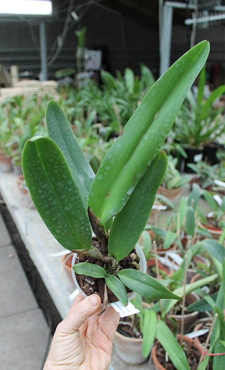 Cattleya maxima var coerulea.jpg