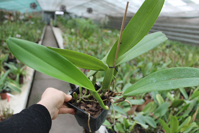 Cattleya warneri concolor 'HI' x Cattleya warneri venosa suave.jpg