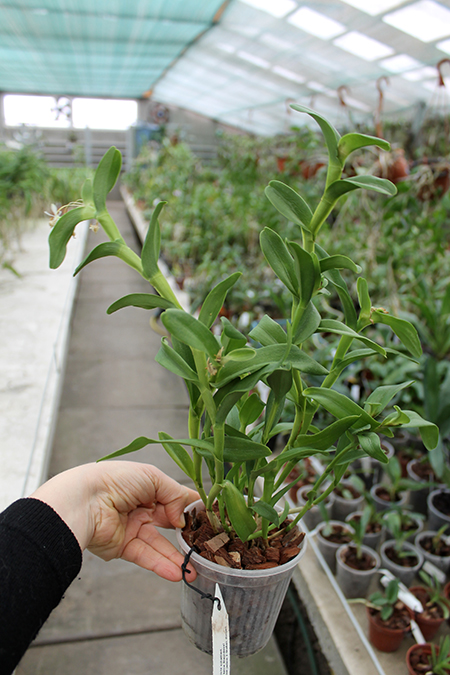 Epidendrum difforme white.jpg