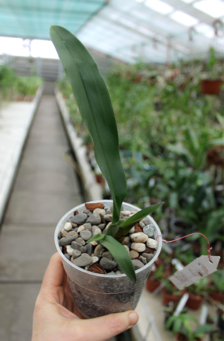 Trichopilia marginata.jpg