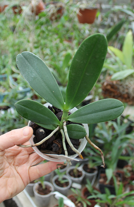 Aerangis stylosa x articulata.jpg